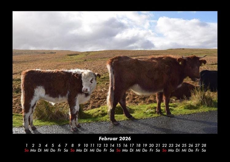 Produktbild: Kuhkalender 2026 Fotokalender DIN A3