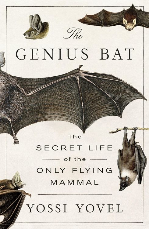 Produktbild: Genius Bat