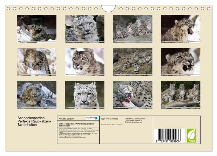 Produktbild: Schneeleoparden. Perfekte Raubkatzen-Sch&ouml;nheiten (Wandkalender 2026 DIN A4 quer), CALVENDO Monatskalender