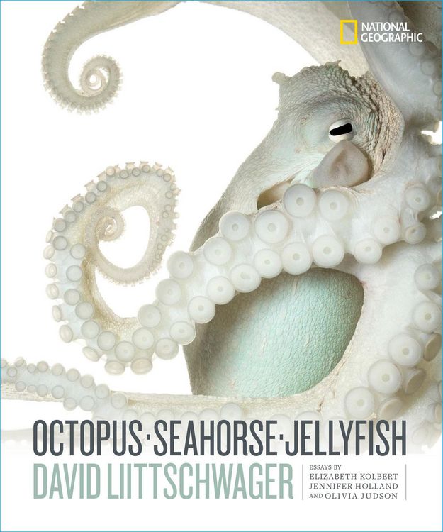 Produktbild: Octopus, Seahorse, Jellyfish