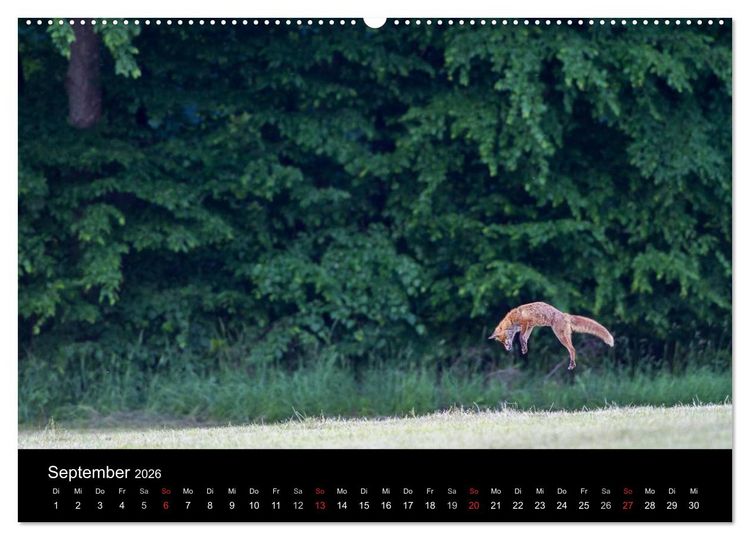 Produktbild: F&uuml;chse in freier Natur (Wandkalender 2026 DIN A2 quer), CALVENDO Monatskalender