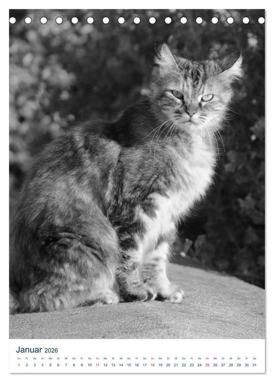 Produktbild: Wilde Katzen - Korsikas Samtpfoten (Tischkalender 2026 DIN A5 hoch), CALVENDO Monatskalender