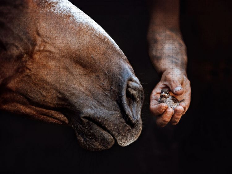 Produktbild: CALVENDO Puzzle Pferdemaul k&uuml;sst Vogelbaby | 1000 Teile Lege-Gr&ouml;&szlig;e 64x48cm Foto-Puzzle f&uuml;r gl&uuml;ckliche Stunden