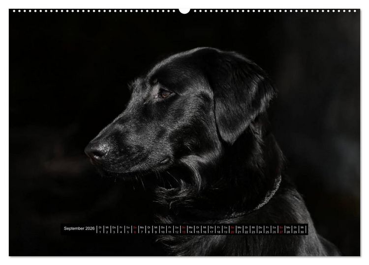 Produktbild: Flatcoated Retriever Black Edition (hochwertiger Premium Wandkalender 2026 DIN A2 quer), Kunstdruck in Hochglanz