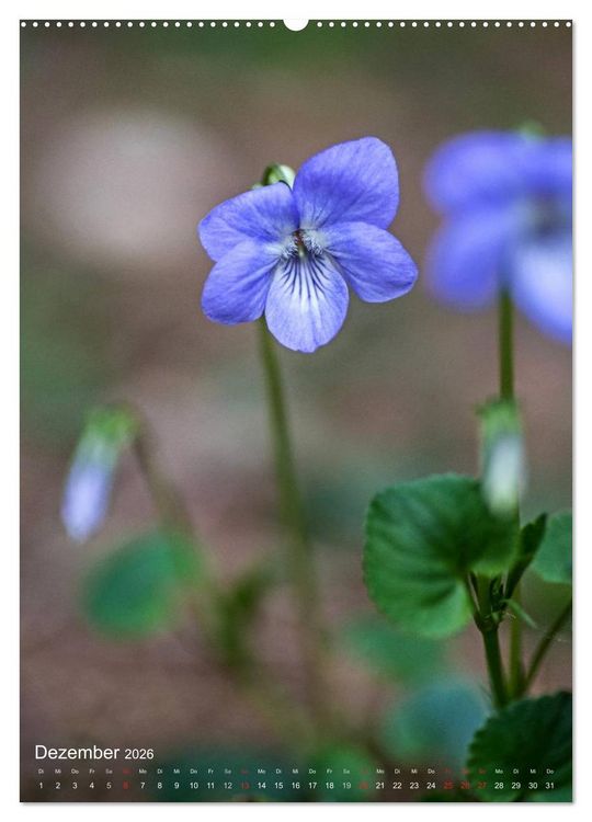 Produktbild: NATUR PUR Kleine Blumen am Wegesrand (hochwertiger Premium Wandkalender 2026 DIN A2 hoch), Kunstdruck in Hochglanz