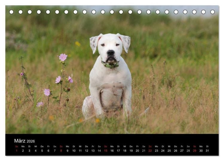 Produktbild: American Bulldog - stolz, loyal, einzigartig (Tischkalender 2026 DIN A5 quer), CALVENDO Monatskalender
