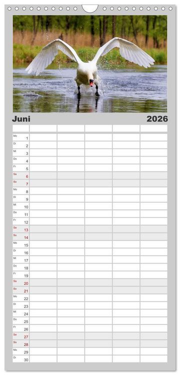 Produktbild: Familienplaner 2026 - Der H&ouml;ckerschwan elegant und stolz mit 5 Spalten (Wandkalender, 21 x 45 cm) CALVENDO