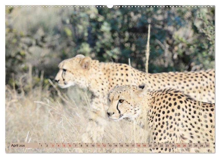 Produktbild: Geparden - schnelle J&auml;ger (hochwertiger Premium Wandkalender 2026 DIN A2 quer), Kunstdruck in Hochglanz