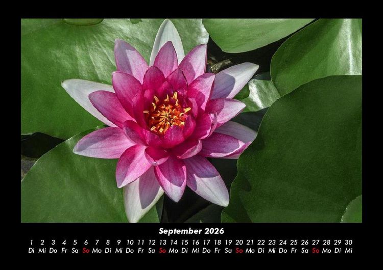 Produktbild: Blumenkalender 2026 Fotokalender DIN A3