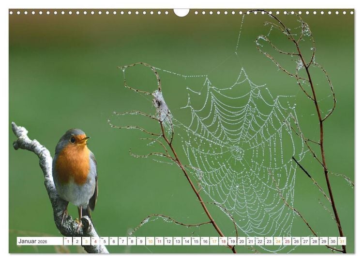 Produktbild: Das Rotkehlchen, ein Kleiner ganz Gro&szlig; (Wandkalender 2026 DIN A3 quer), CALVENDO Monatskalender