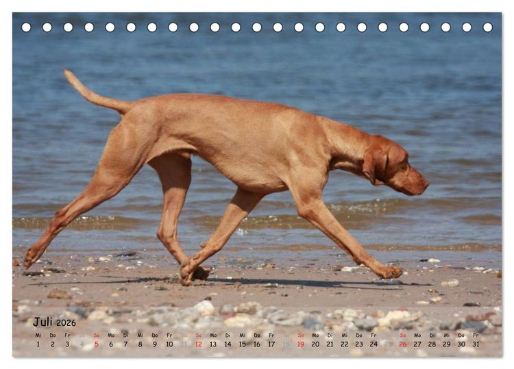 Produktbild: Magyar Vizsla - pure Lebensfreude (Tischkalender 2026 DIN A5 quer), CALVENDO Monatskalender