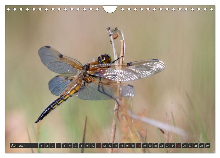 Produktbild: Leben am Naturpark um den D&uuml;mmer See (Wandkalender 2027 DIN A4 quer), CALVENDO Monatskalender