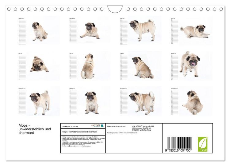 Produktbild: Mops - unwiderstehlich und charmant (Wandkalender 2026 DIN A4 quer), CALVENDO Monatskalender