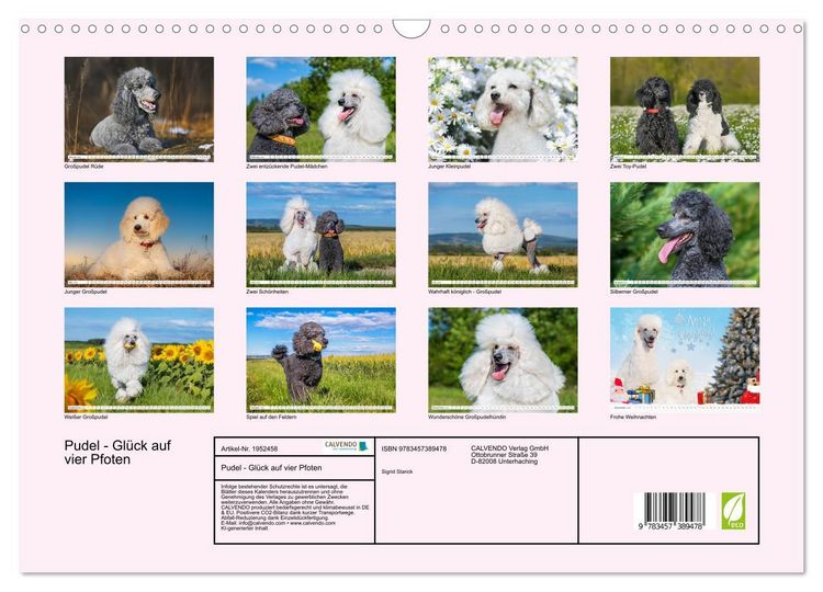 Produktbild: Pudel - Gl&uuml;ck auf vier Pfoten (Wandkalender 2026 DIN A3 quer), CALVENDO Monatskalender