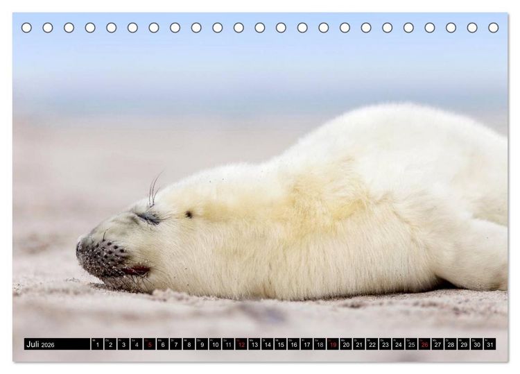 Produktbild: Robbenbabys (Tischkalender 2026 DIN A5 quer), CALVENDO Monatskalender