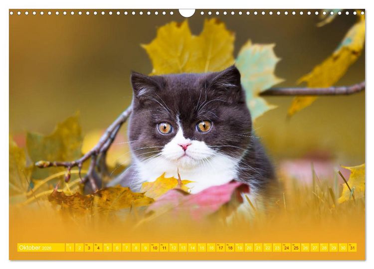 Produktbild: Katzenkinder - Britisch Kurzhaar (Wandkalender 2026 DIN A3 quer), CALVENDO Monatskalender