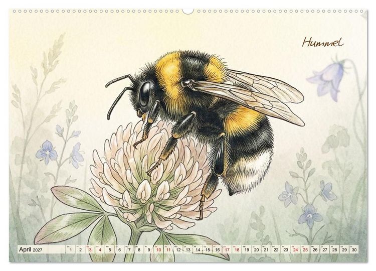 Produktbild: Kleine Wunder in Aquarell - Heimische Insekten kunstvoll illustriert (hochwertiger Premium Wandkalender 2027 DIN A2 quer), Kunstdruck in Hochglanz