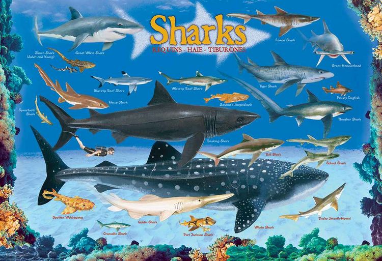 Produktbild: Sharks 100 Pieces Eurographics Kids 5+