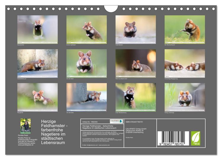 Produktbild: Herzige Feldhamster - farbenfrohe Nagetiere im st&auml;dtischen Lebensraum (Wandkalender 2026 DIN A4 quer), CALVENDO Monatskalender