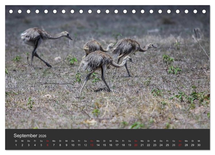Produktbild: Wildlife Pantanal 2026 (Tischkalender 2026 DIN A5 quer), CALVENDO Monatskalender