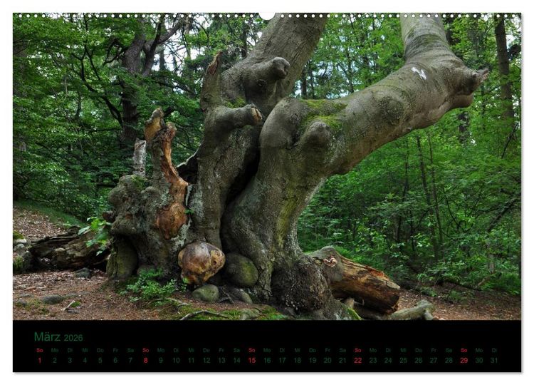 Produktbild: Baumgefl&uuml;ster (Wandkalender 2026 DIN A2 quer), CALVENDO Monatskalender
