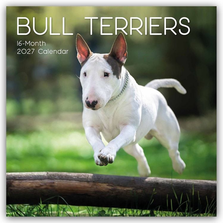 Produktbild: Bull Terrier 2027 &ndash; 16-Monatskalender