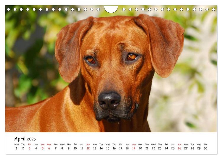 Produktbild: Rhodesian Ridgebacks (Wall Calendar 2026 DIN A4 landscape), CALVENDO 12 Month Wall Calendar
