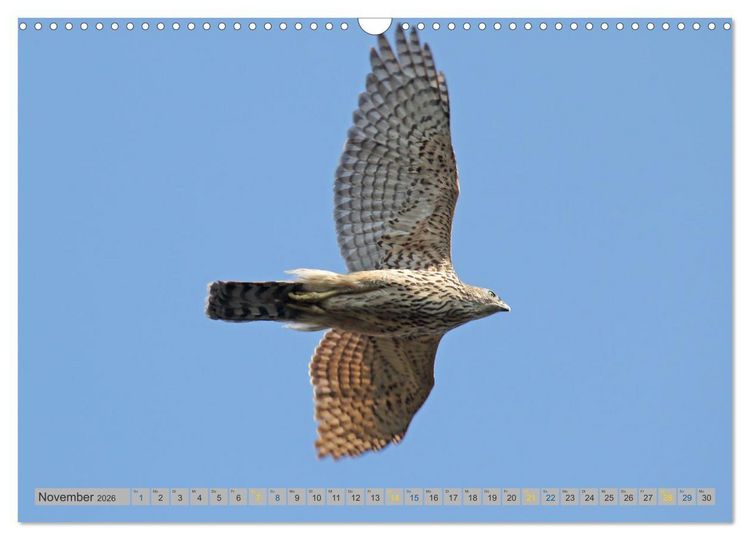 Produktbild: Habicht - aus dem Leben eines imposanten Greifvogels (Wandkalender 2026 DIN A3 quer), CALVENDO Monatskalender