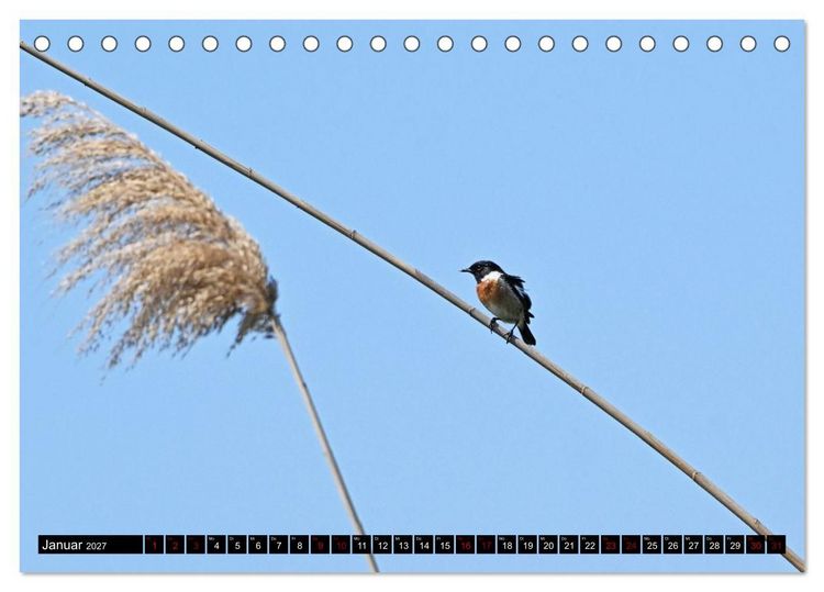 Produktbild: Mallorcas V&ouml;gel (Tischkalender 2027 DIN A5 quer), CALVENDO Monatskalender
