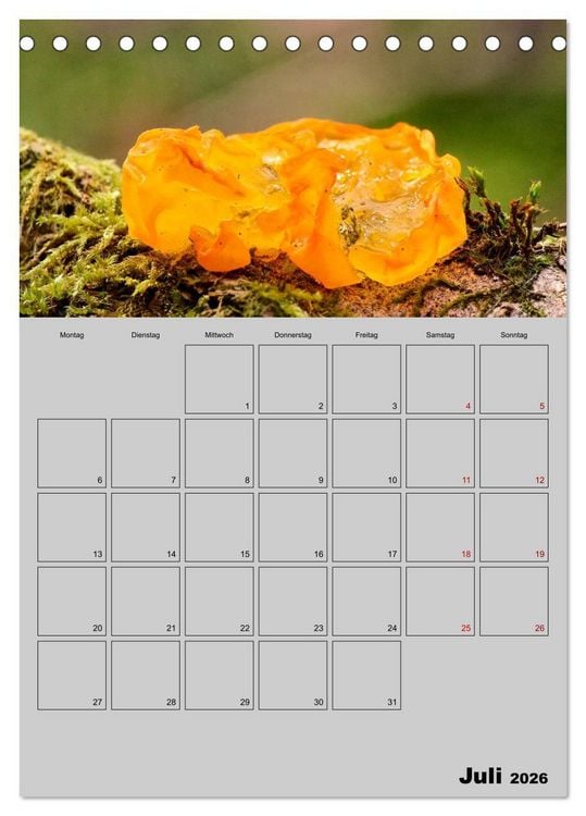 Produktbild: Quer durch die Pilze (Tischkalender 2026 DIN A5 hoch), CALVENDO Monatskalender