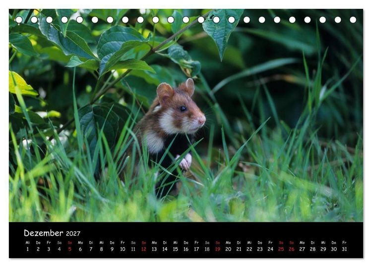 Produktbild: Naturjuwelen - Neusiedler See (Tischkalender 2027 DIN A5 quer), CALVENDO Monatskalender