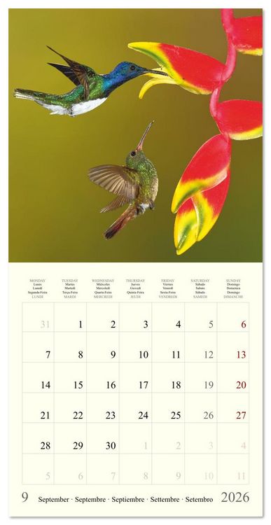 Produktbild: Royaume de nature Costa Rica (Calendrier mural carr&eacute; 2026 30x30 cm) Calendrier double avec une page pour vos prises de notes