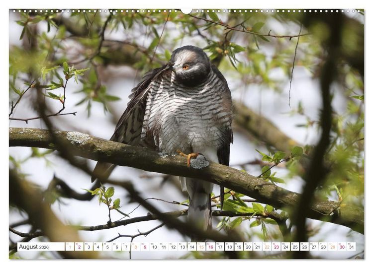 Produktbild: Sperber - Kleiner Vogel Greif (hochwertiger Premium Wandkalender 2026 DIN A2 quer), Kunstdruck in Hochglanz