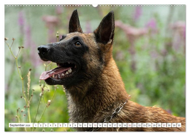 Produktbild: Malinois - belgischer Sch&auml;ferhund (hochwertiger Premium Wandkalender 2026 DIN A2 quer), Kunstdruck in Hochglanz