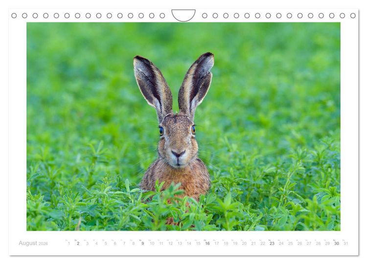 Produktbild: Der Feldhase (Wandkalender 2026 DIN A4 quer), CALVENDO Monatskalender