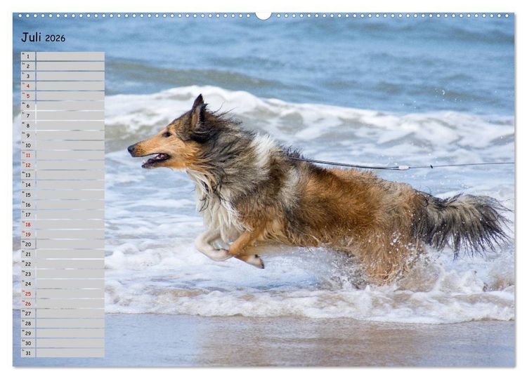 Produktbild: Highland Hawk Fame - Ein Collie begleitet durch das Jahr (Wandkalender 2026 DIN A2 quer), CALVENDO Monatskalender