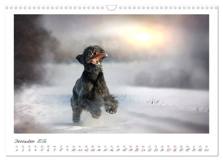 Produktbild: Riesenschnauzer - Treue Partner (Wandkalender 2026 DIN A3 quer), CALVENDO Monatskalender