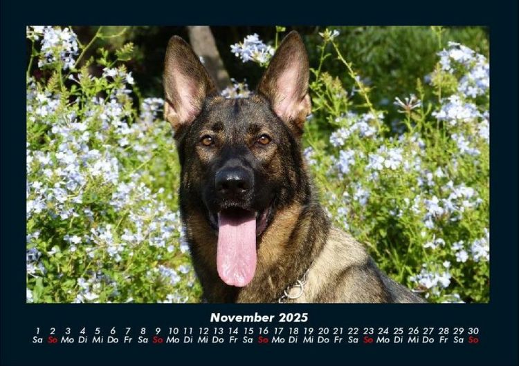 Produktbild: Hunde 2025 Fotokalender DIN A4