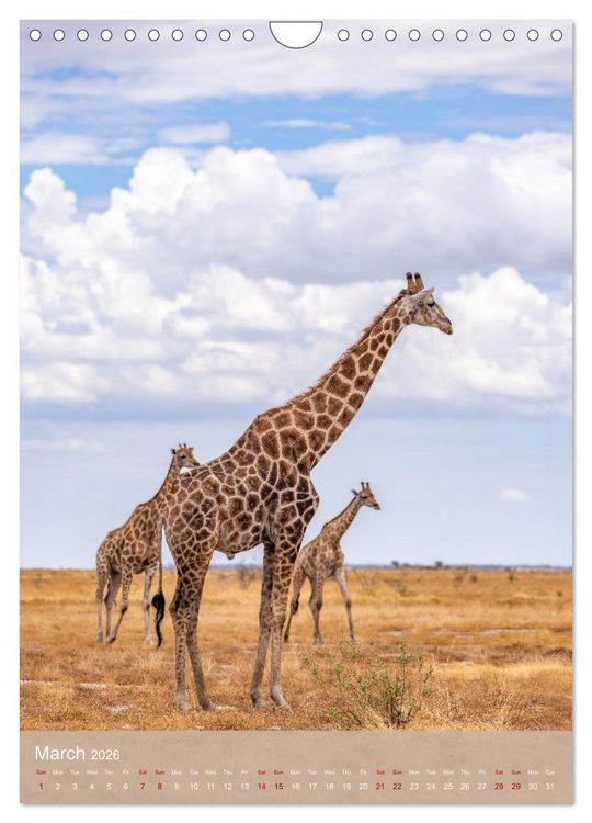 Produktbild: Giraffe Tales (Wall Calendar 2026 DIN A4 portrait), CALVENDO 12 Month Wall Calendar