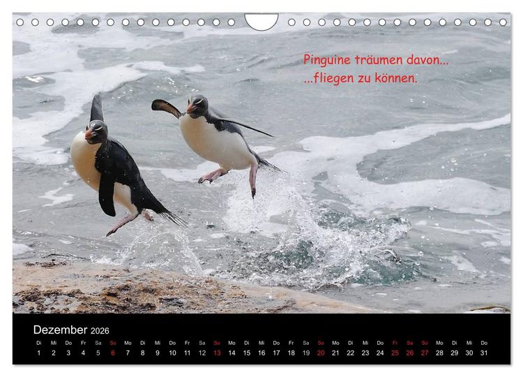 Produktbild: Wovon Pinguine tr&auml;umen (Wandkalender 2026 DIN A4 quer), CALVENDO Monatskalender