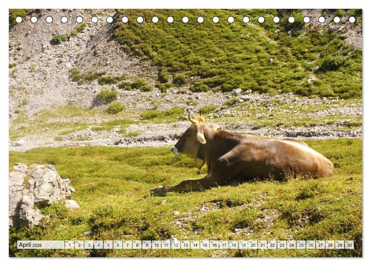 Produktbild: K&uuml;he im Einklang mit der Natur (Tischkalender 2026 DIN A5 quer), CALVENDO Monatskalender