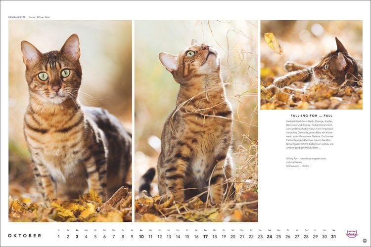 Produktbild: Whiskas Katzenkalender 2027