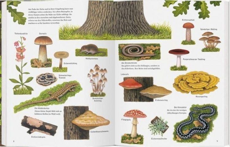 Produktbild: Die wunderbare Welt der Eiche