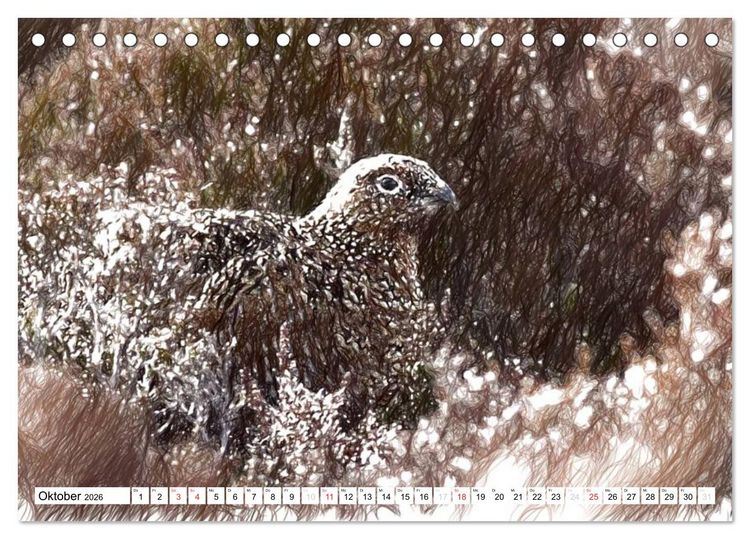 Produktbild: Schottlands Vogelwelt - Ein Portr&auml;t in Zeichnungen (Tischkalender 2026 DIN A5 quer), CALVENDO Monatskalender