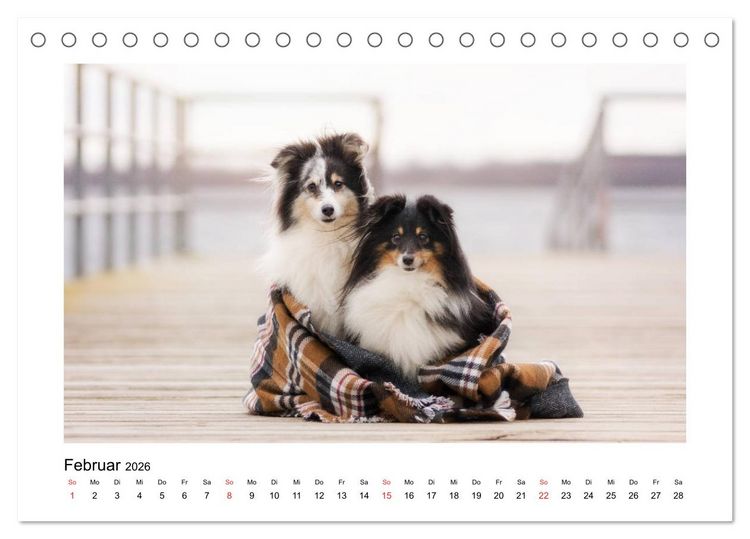 Produktbild: Herzensshelties - Shetland Sheepdogs (Tischkalender 2026 DIN A5 quer), CALVENDO Monatskalender