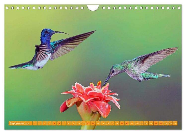 Produktbild: Wildes Costa Rica (Wandkalender 2026 DIN A4 quer), CALVENDO Monatskalender