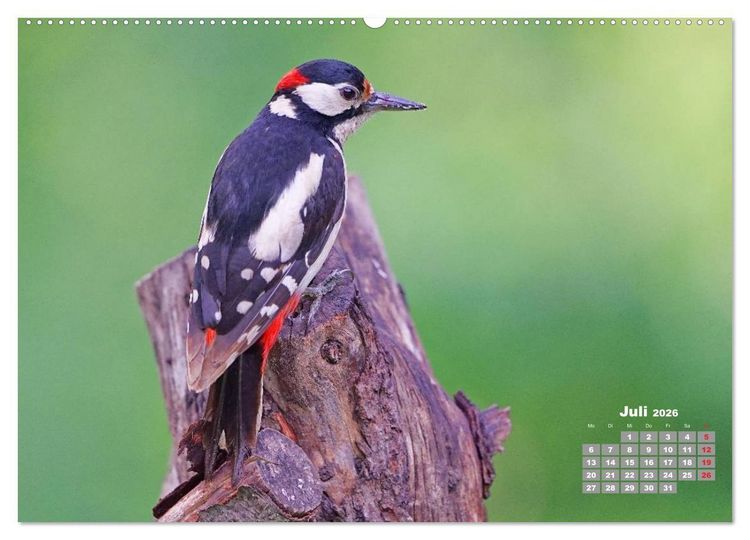 Produktbild: Echte Spechte (hochwertiger Premium Wandkalender 2026 DIN A2 quer), Kunstdruck in Hochglanz