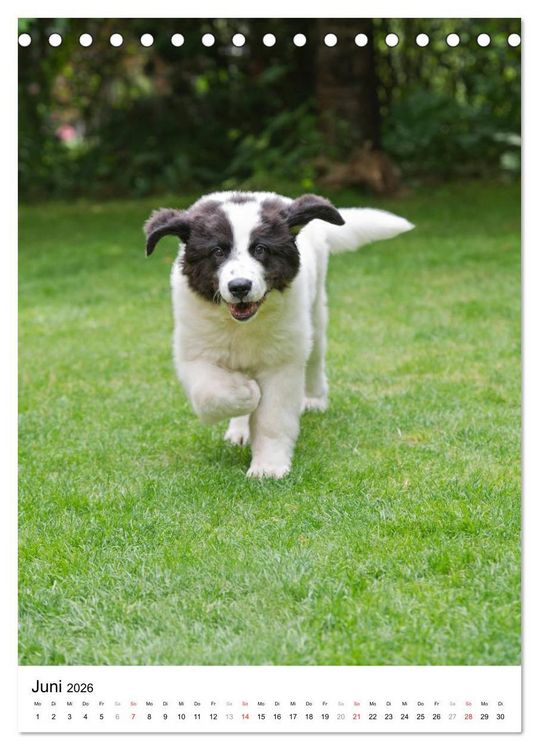 Produktbild: Kleine und gro&szlig;e Hundekinder 2026 (Tischkalender 2026 DIN A5 hoch), CALVENDO Monatskalender