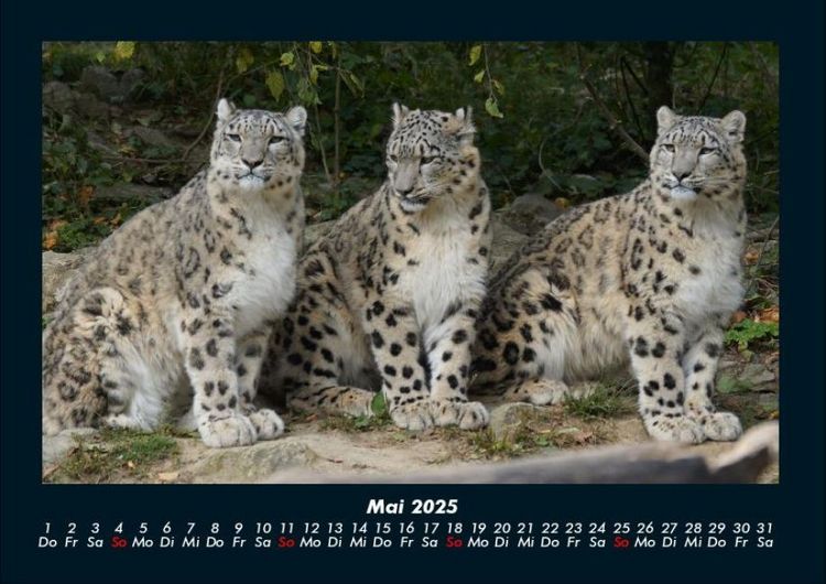 Produktbild: Welt der Tiere 2025 Fotokalender DIN A4