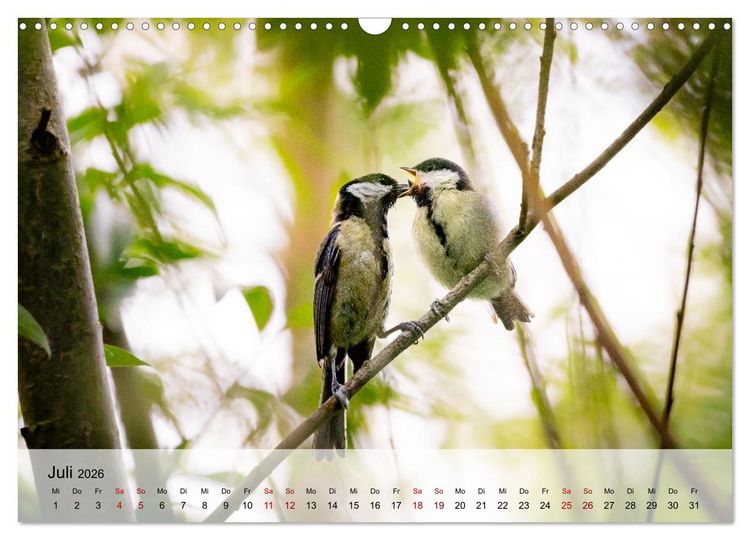 Produktbild: Magische Tiermomente (Wandkalender 2026 DIN A3 quer), CALVENDO Monatskalender